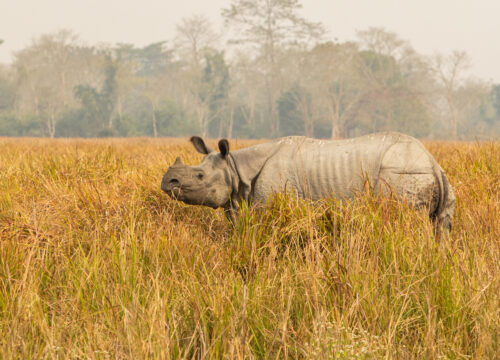 Kathmandu, Pokhara, Chitwan Tour - 9 Days