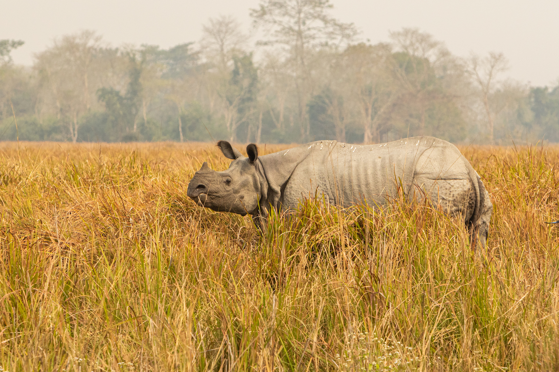 Kathmandu, Pokhara, Chitwan Tour - 9 Days